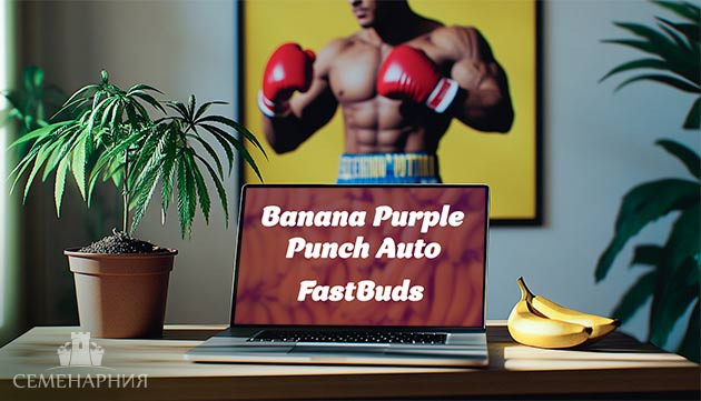 Гроурепорт сорта Banana Purple Punch Auto