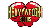 Heavyweight Seeds семена конопли 