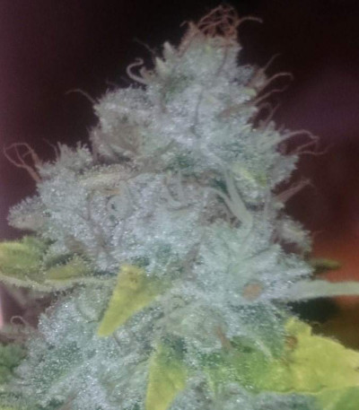 Сорт Blue Power fem (Vision Seeds)