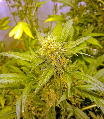 Сорт Damnesia Autoflowering fem (Strain Hunters)