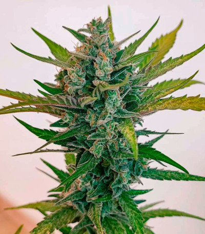 Сорт Sweet Zenzation XL Auto fem (Sweet Seeds)