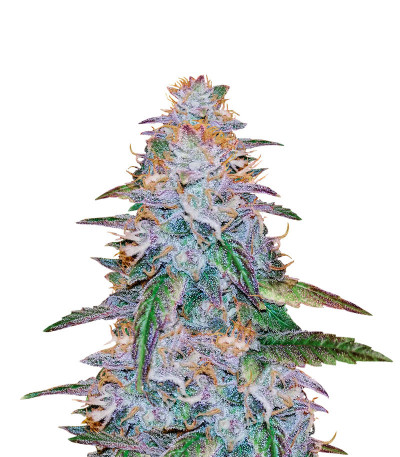 Сорт Watermelon Zkittlez fem (Pyramid Seeds)