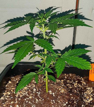 Сорт Auto Chocolate Kush fem (00 Seeds)