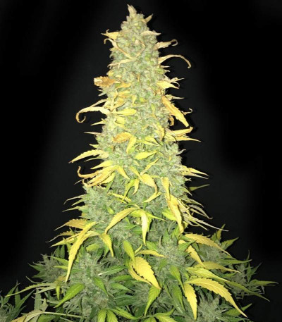 Сорт AK-49 Auto Fem (Vision Seeds)