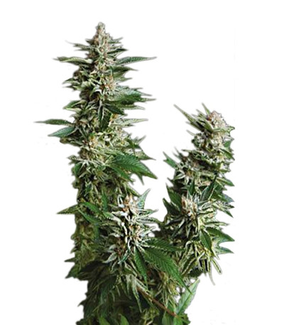 Сорт Auto Pyramid fem (Pyramid Seeds)