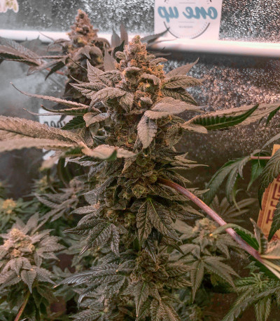 Сорт Bubba Slush fem (Green House Seeds)