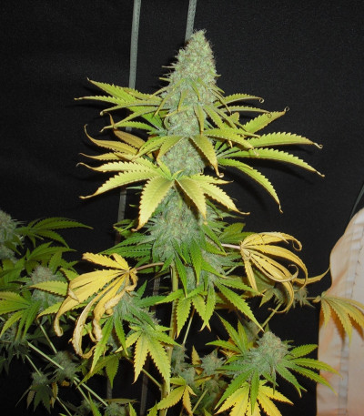 Сорт BubbleGummer fem (Female Seeds)