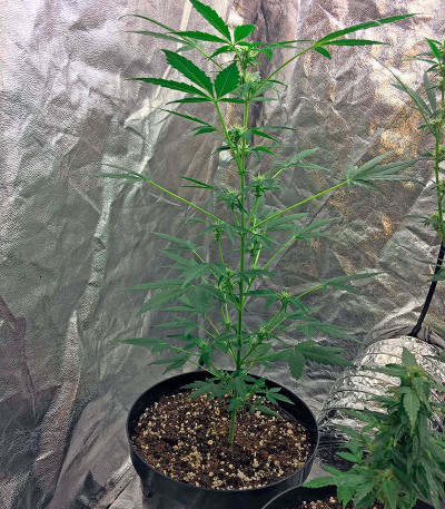 Сорт Moby Dick Autoflowering fem (Dinafem Seeds)