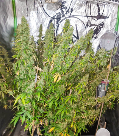 Сорт Auto CBD-Victory fem (Dutch Passion)