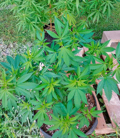 Сорт Master Kush fem (Nirvana Seeds)