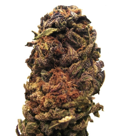 Сорт Orange Bud reg (Dutch Passion)