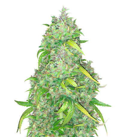 Сорт Strawberry Cream fem (Sumo Seeds)