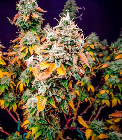 Сорт Ice Cream Cake fem (Barney's Farm)