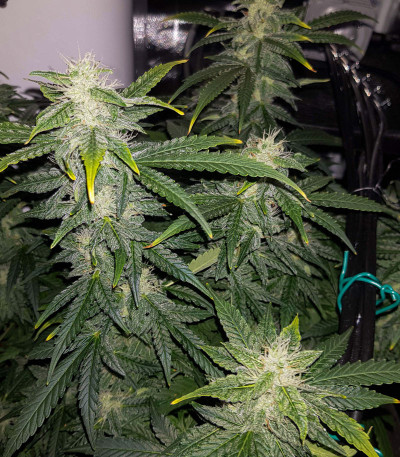 Сорт Auto Glueberry O.G. fem (Dutch Passion)