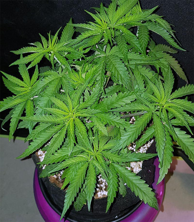 Сорт Peyote Critical fem (Barney's Farm)