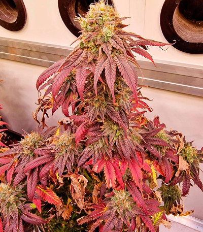 Сорт Pink Rozay fem (Original Sensible Seeds)