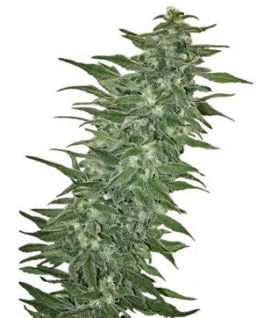 Сорт Rishi Kush reg