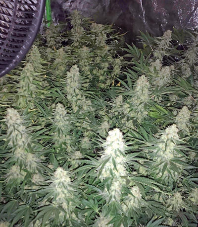 Сорт Snow White (Big Bud) fem (Nirvana Seeds)