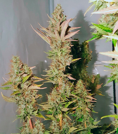 Сорт Acid fem (Paradise Seeds)