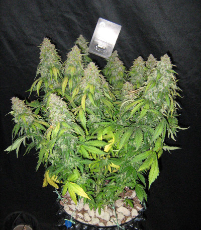 Сорт Auto Tutankhamon fem (Pyramid Seeds)