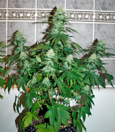 Сорт Baby Boom Auto fem