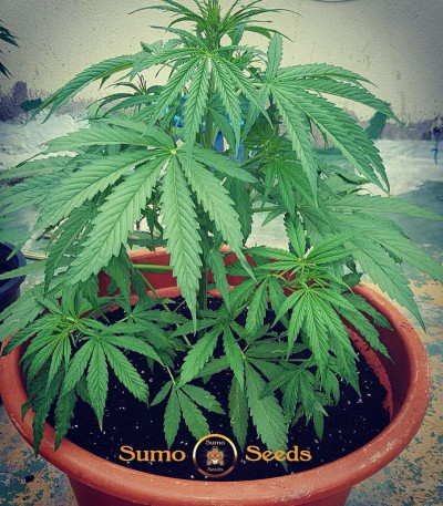 Сорт Cali Gangsta Kush fem (Sumo Seeds)