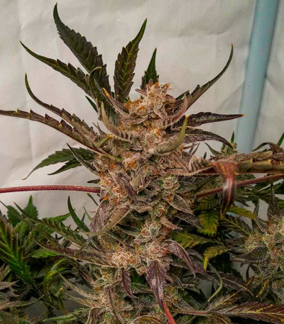 Сорт Papaya Zoap Auto fem (Sweet Seeds)