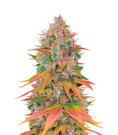 Сорт Tropicanna Poison F1 Fast Version (Sweet Seeds)