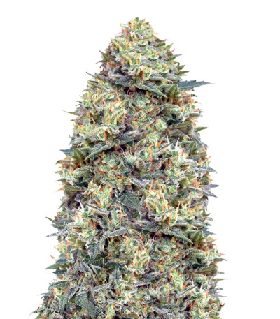 Сорт Auto White Widow fem (00 Seeds)