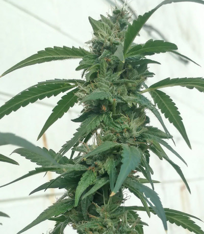 Сорт Bubble Gum fem (Serious Seeds)