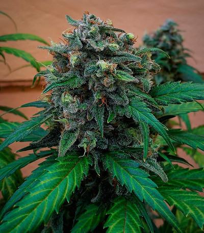 Сорт Jet Fuel Mandarine XL Auto fem (Sweet Seeds)