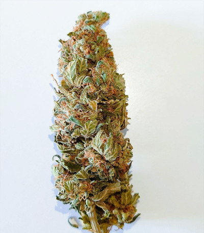 Сорт Shogun fem (Royal Queen Seeds)