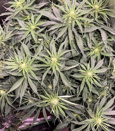 Сорт Auto Original Limonade Skunk fem (Victory Seeds)