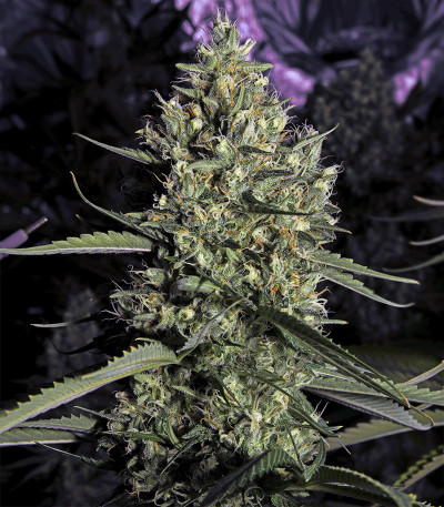 Сорт 1024 fem (Medical Seeds)