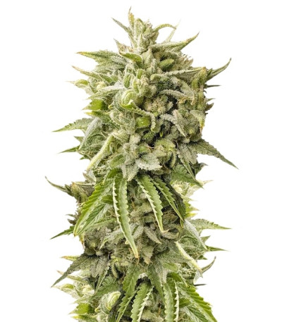 Сорт Bubba Kush Auto fem (Humboldt Seeds)