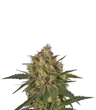 Сорт Ice fem (Royal Queen Seeds)