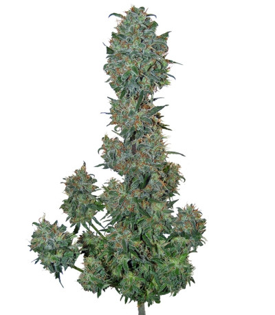 Сорт Sweet Special Auto fem (Sweet Seeds)