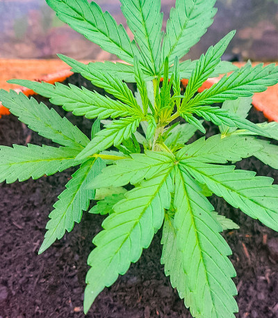 Сорт Auto Fire DOG fem (Advanced Seeds)