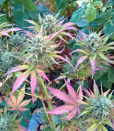 Сорт Auto Whiteberry fem (Paradise Seeds)