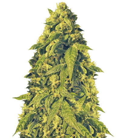 Сорт Devotchka auto fem (Doctor’s Choice)