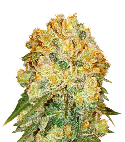 Сорт Marmalate fem (Delicious Seeds)