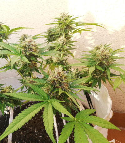 Сорт Black Cherry Punch fem (Pyramid Seeds)