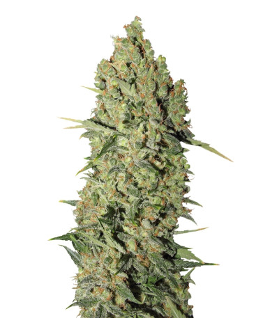 Сорт Chronic fem (Serious Seeds)