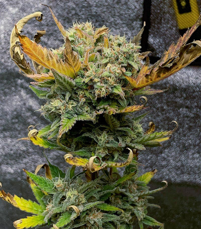 Сорт Jealousy Z XL Auto fem (Sweet Seeds)