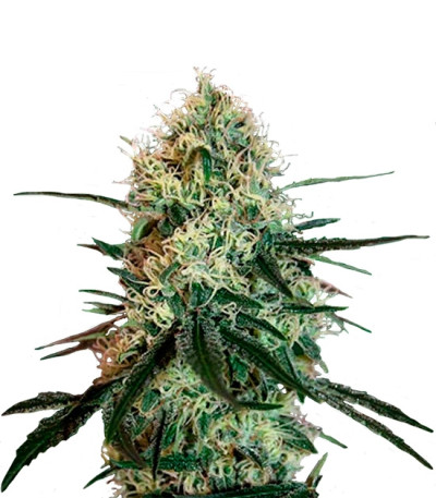 Сорт Chronic Thunder fem