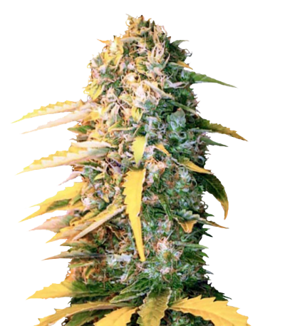 Сорт Auto White Widow fem (Bulk Seed Bank)