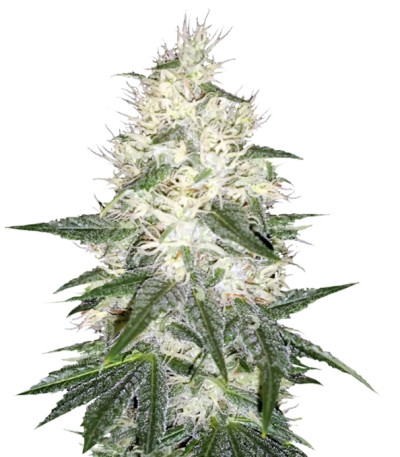 Сорт Dutch Kush fem (Paradise Seeds)