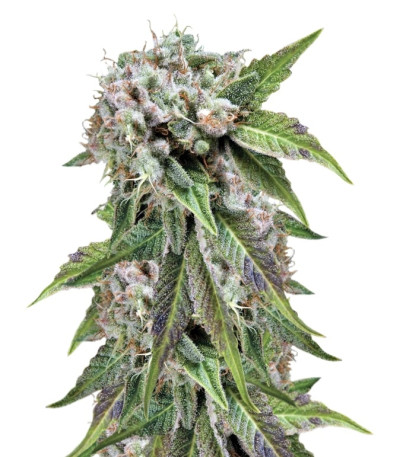 Сорт Auto Blue Pyramid fem (Pyramid Seeds)