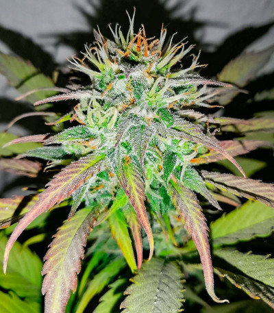 Сорт Auto Mimosa Punch fem (Advanced Seeds)