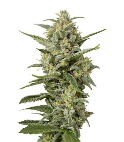 Сорт White Widow XXL Autoflowering fem